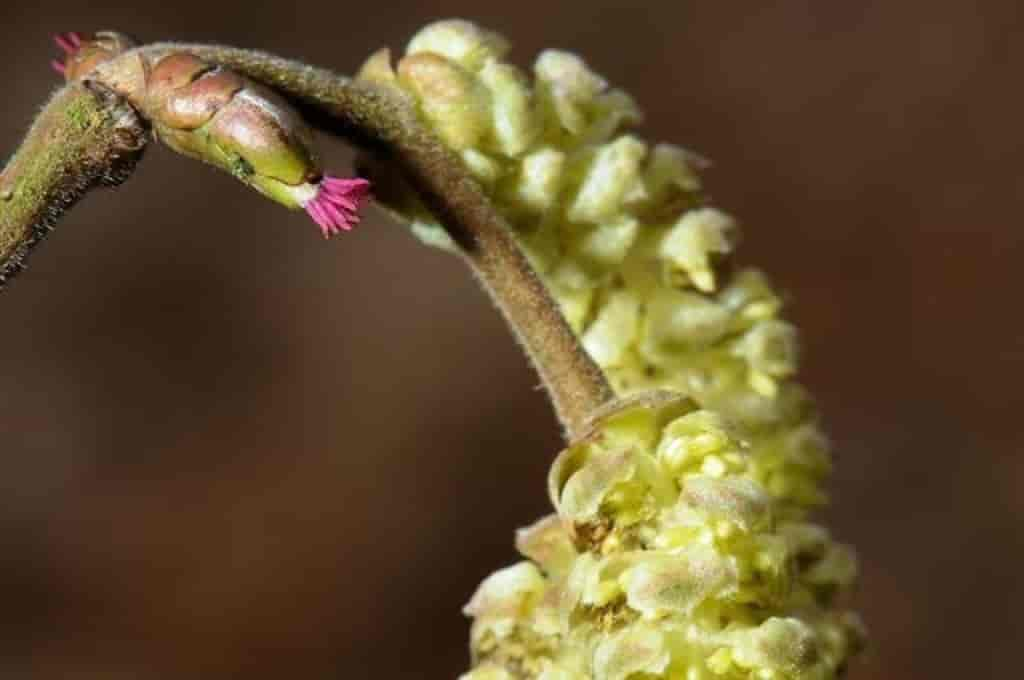 foto av en liten hunnblomst og en lang hannblomst, rakle.