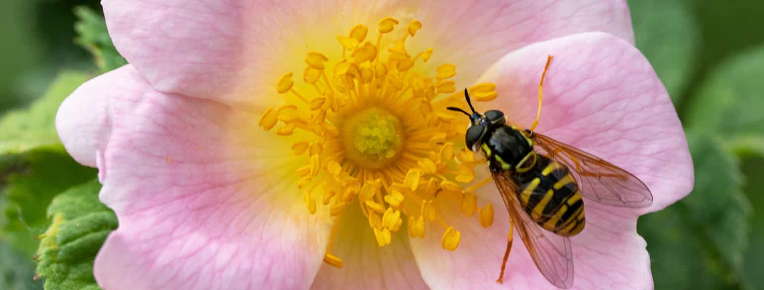 foto av blomst og en bie som nærmer seg midten av blomsten