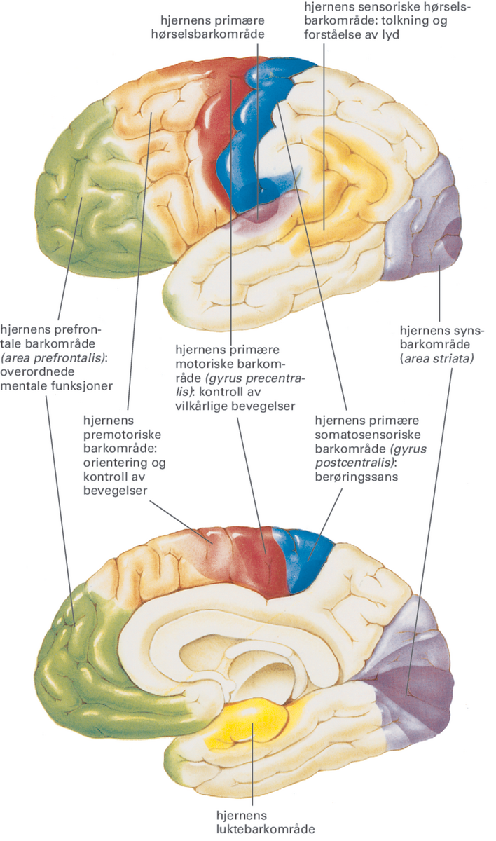 Hjerne.