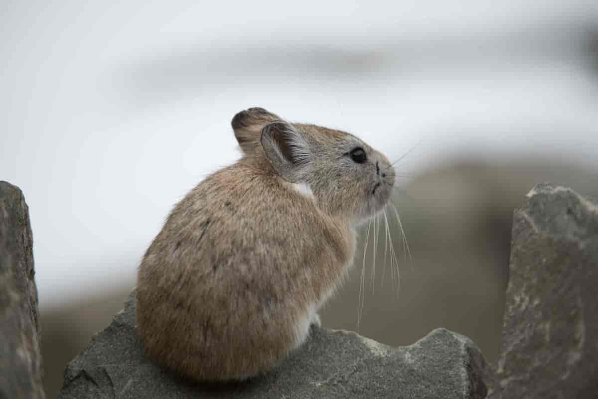 Storørepipehare i Ladakh, India