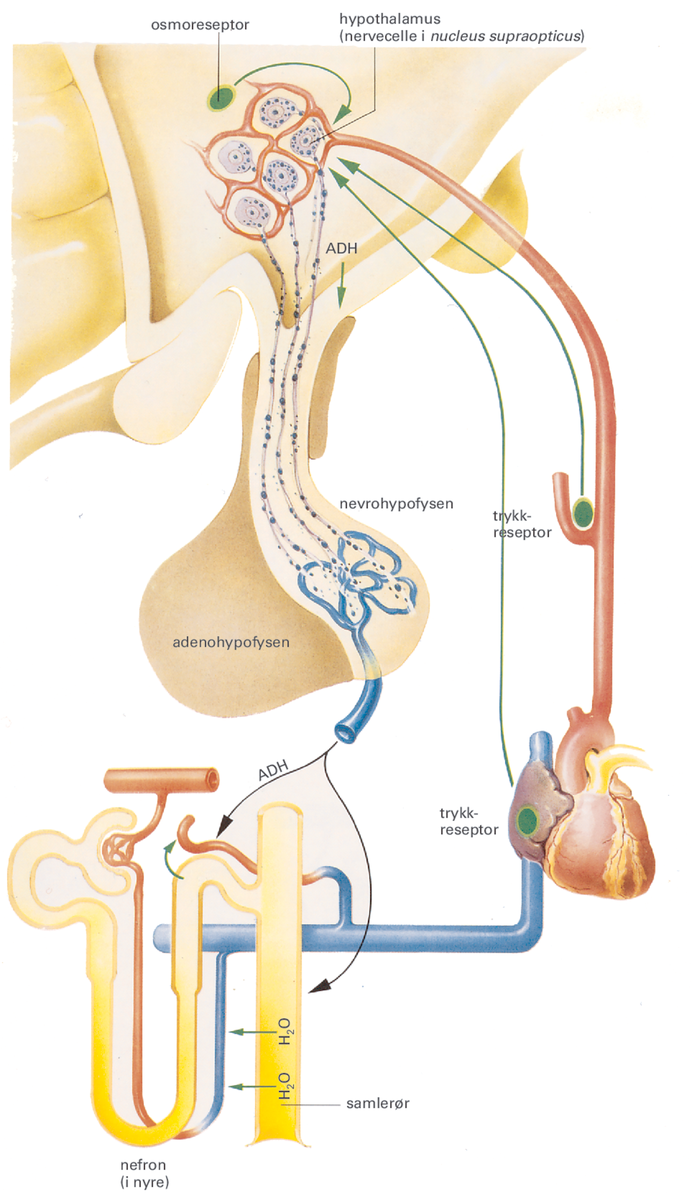 Hypofysen.