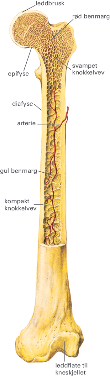 Knokkel.