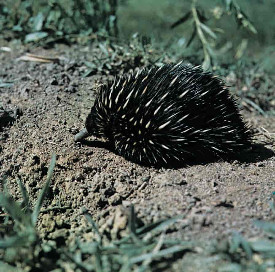 Tachyglossus aculeatus