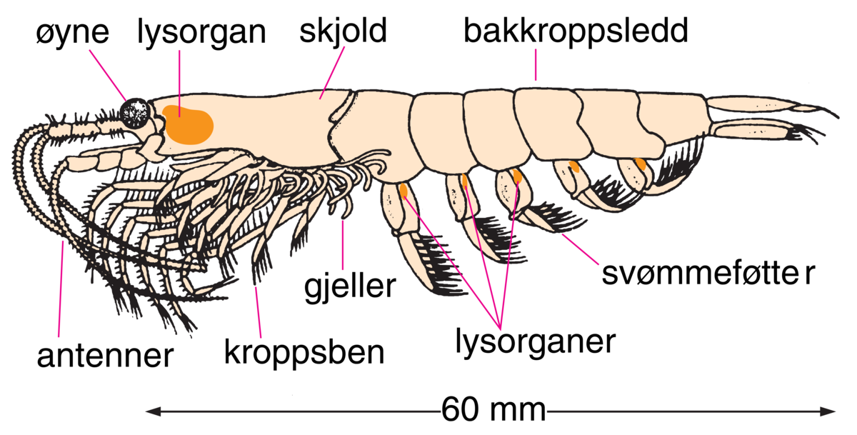 Krill