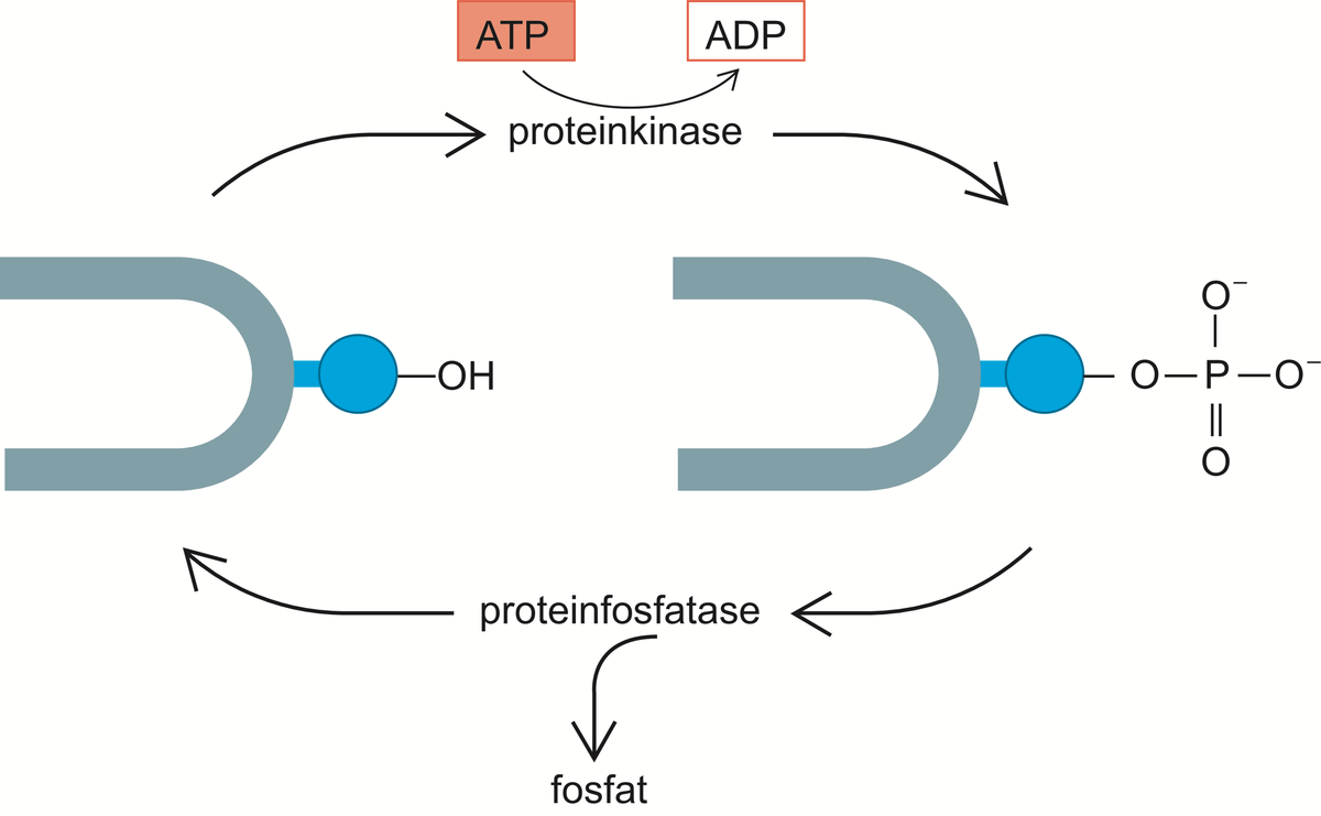 Fosfatase.