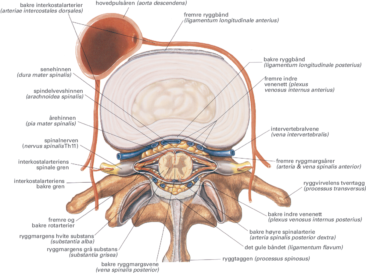 Ryggmargen.