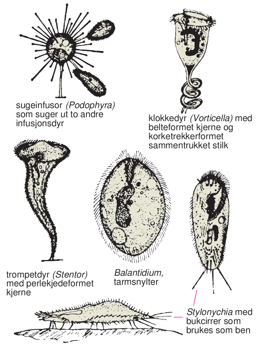 Infusjonsdyr