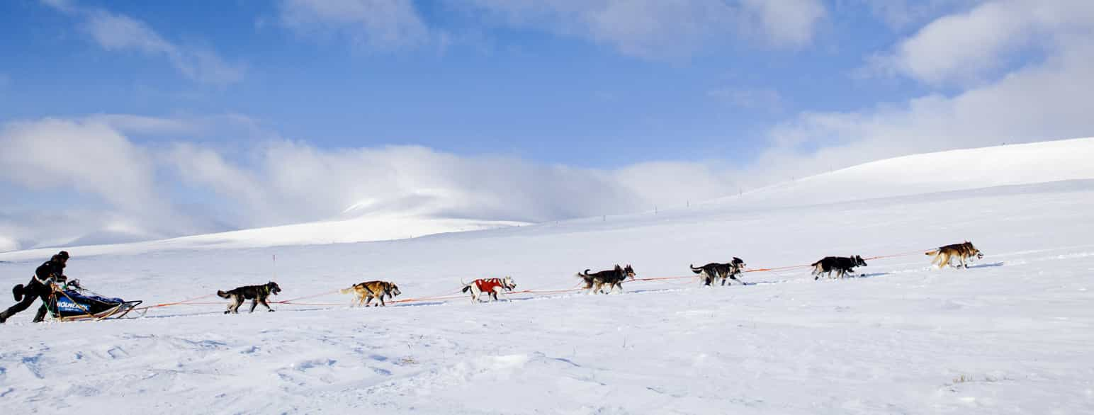 Robert Sørlie i Finnmarksløpet 2011