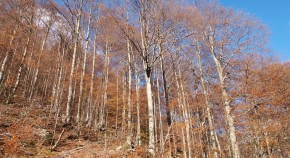 Beech hanger in Italy