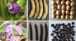 Seed pods, flowers and seeds of soybean