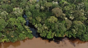 Tropical forest aerial view