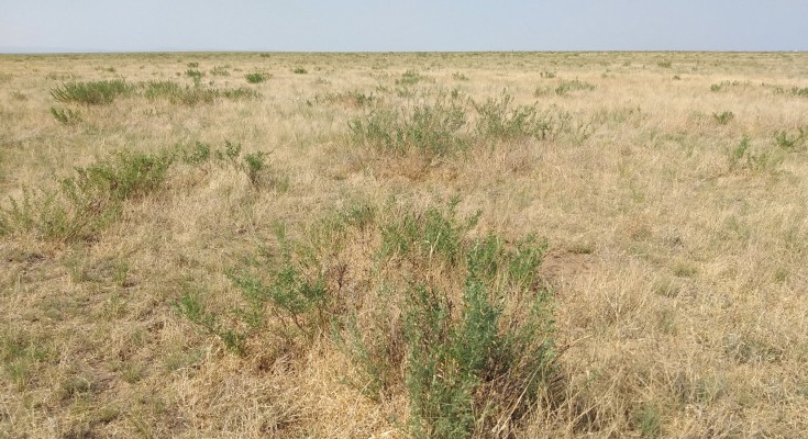 arid grassland