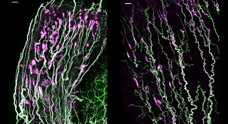 A series of green and pink lines: sensory nerve cells called Krause corpuscles which are distributed across female and male mouse genitalia