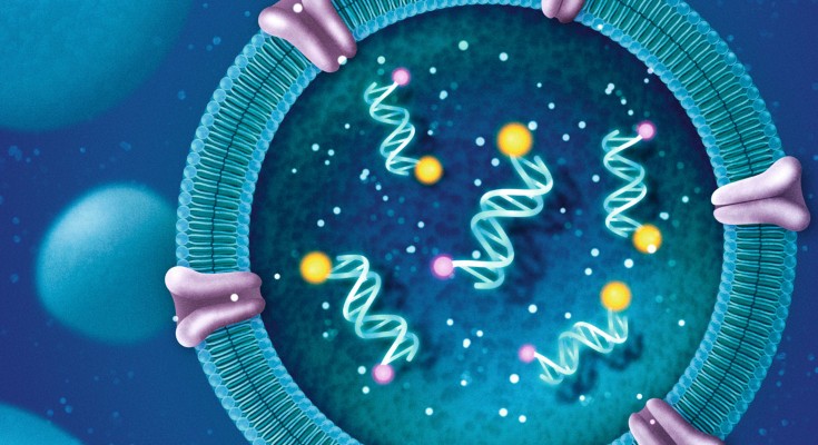 A DNA nanodevice measuring organellar sodium ion levels in lysosomes of living cells. 