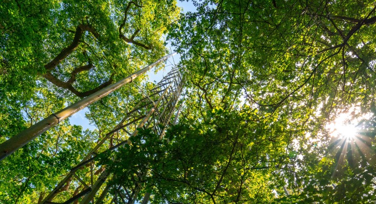 A flux tower in a forest