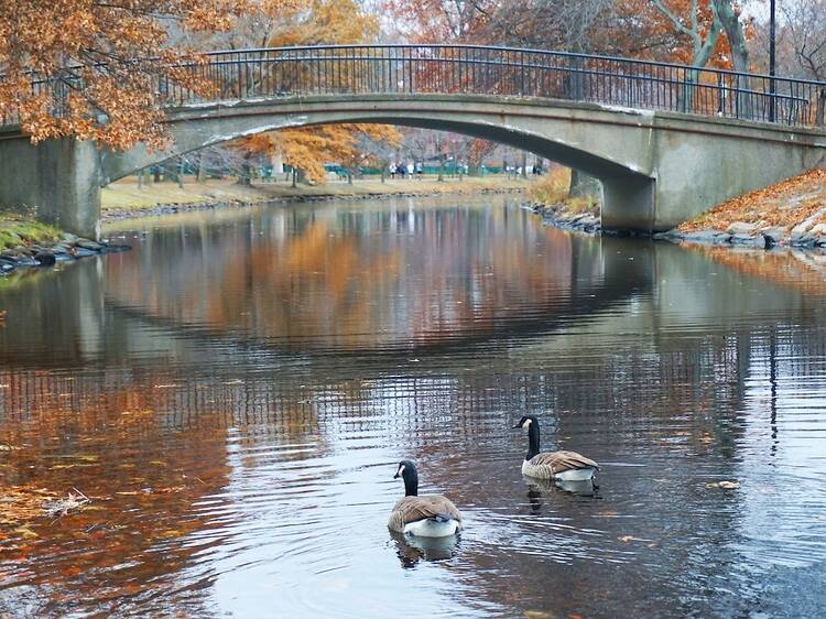 How to celebrate Thanksgiving in Boston