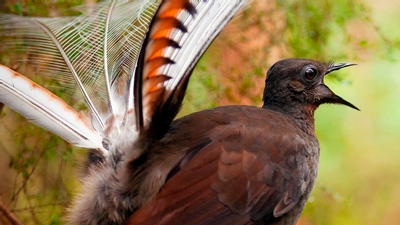 male lyrebird