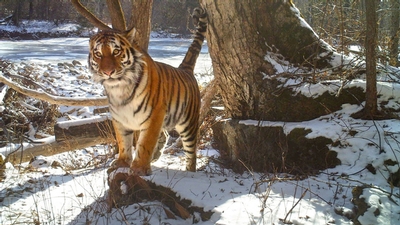 Amur tiger.