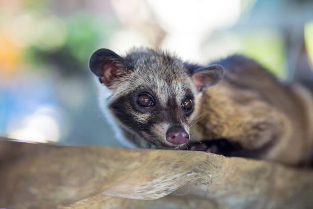 コピ・ルアクを「生み出す」動物、ジャコウネコ。