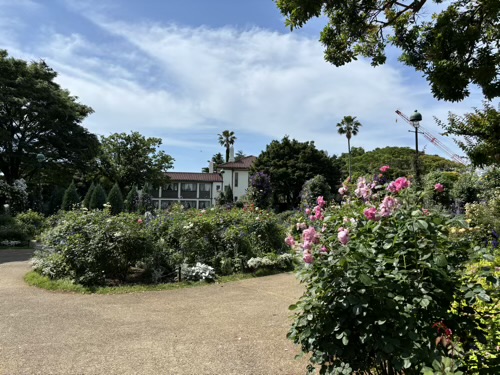 港の見える丘公園　イングリッシュローズの庭