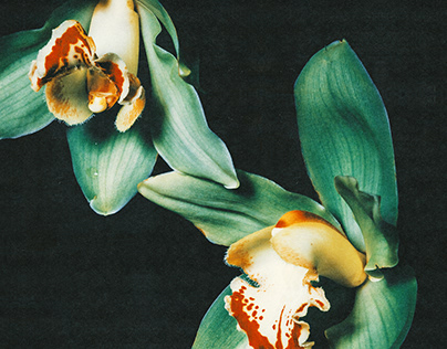 Orquídea Cymbidium 25