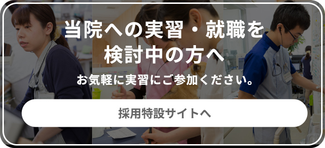 採⽤特設サイトへ