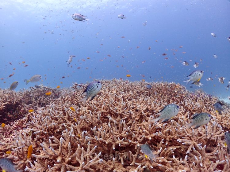 ラチャノイ島の枝サンゴ