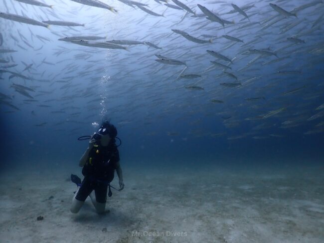 砂の上に座っているダイバーが頭上にいる群れている魚を見ています