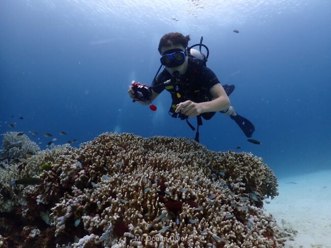 青い海の中にサンゴがあり、その上に一人のダイバーが浮いています