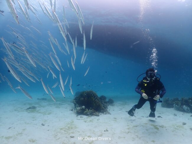 青い海と白い砂が見えるところに1人とダイバーとたくさんの魚が見えます