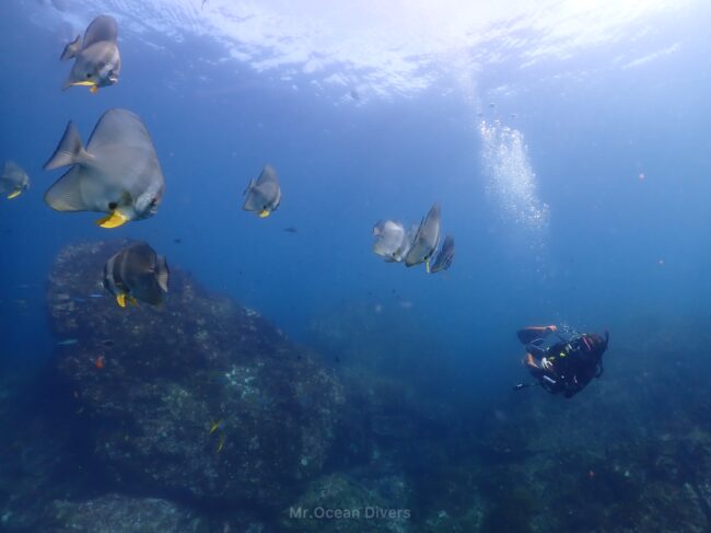 青い海の中に三角の形をしたツバメウオが数匹、ダイバーが1人見えます。