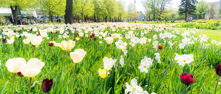 Blühendes Tulpenbeet auf der Landesgartenschau 2018 in Burg