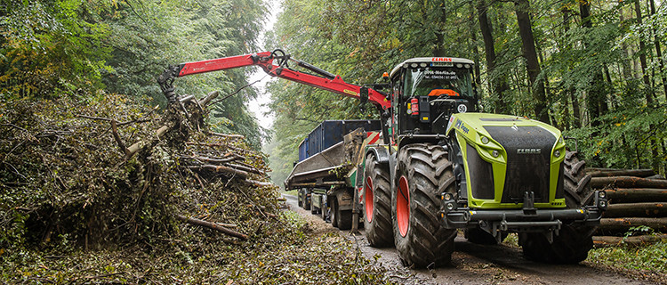 Frisch geschlagenes Holz