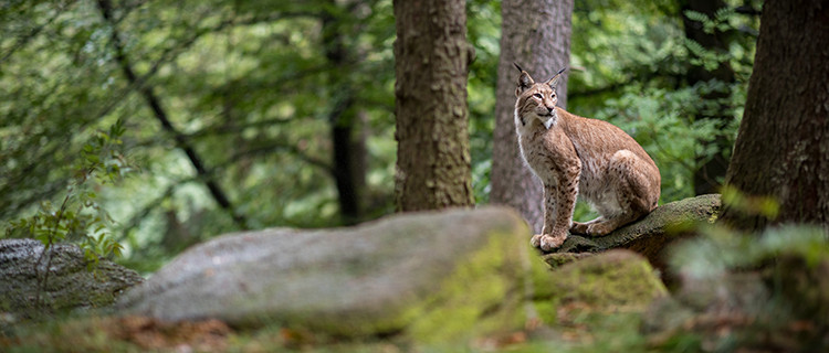 Luchs in einer Waldlichtung