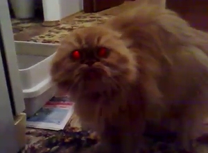 demon_cat.jpg