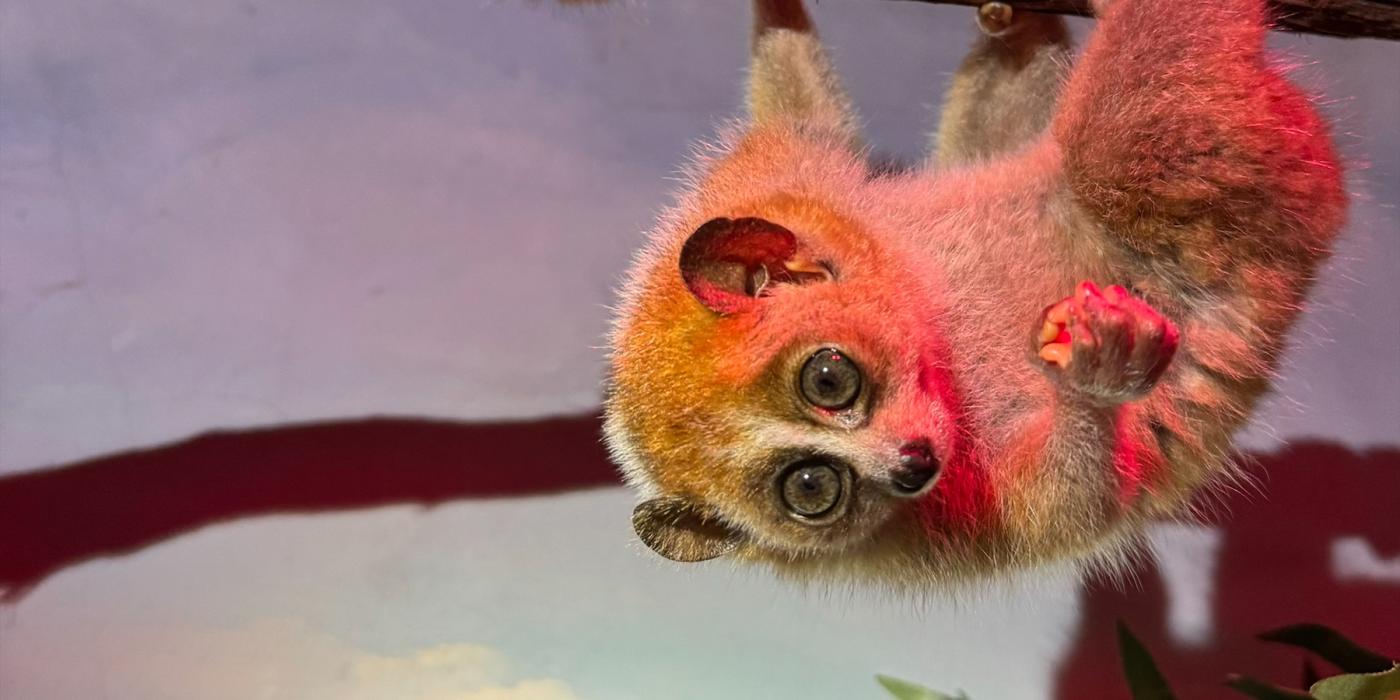 One of the pygmy slow loris babies at the Small Mammal House hangs from a branch in their habitat.