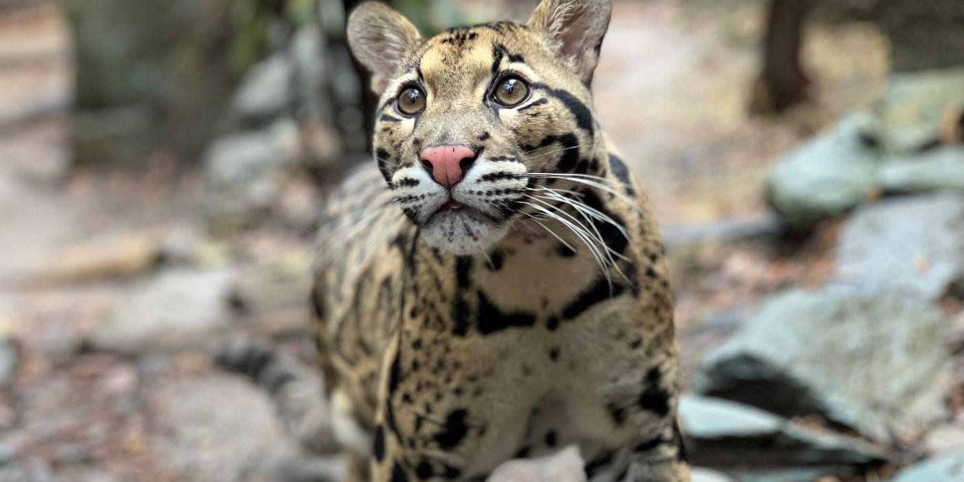 3-year-old male Clouded Leopard Paitoon stands in his yard looking just beyond the camera.