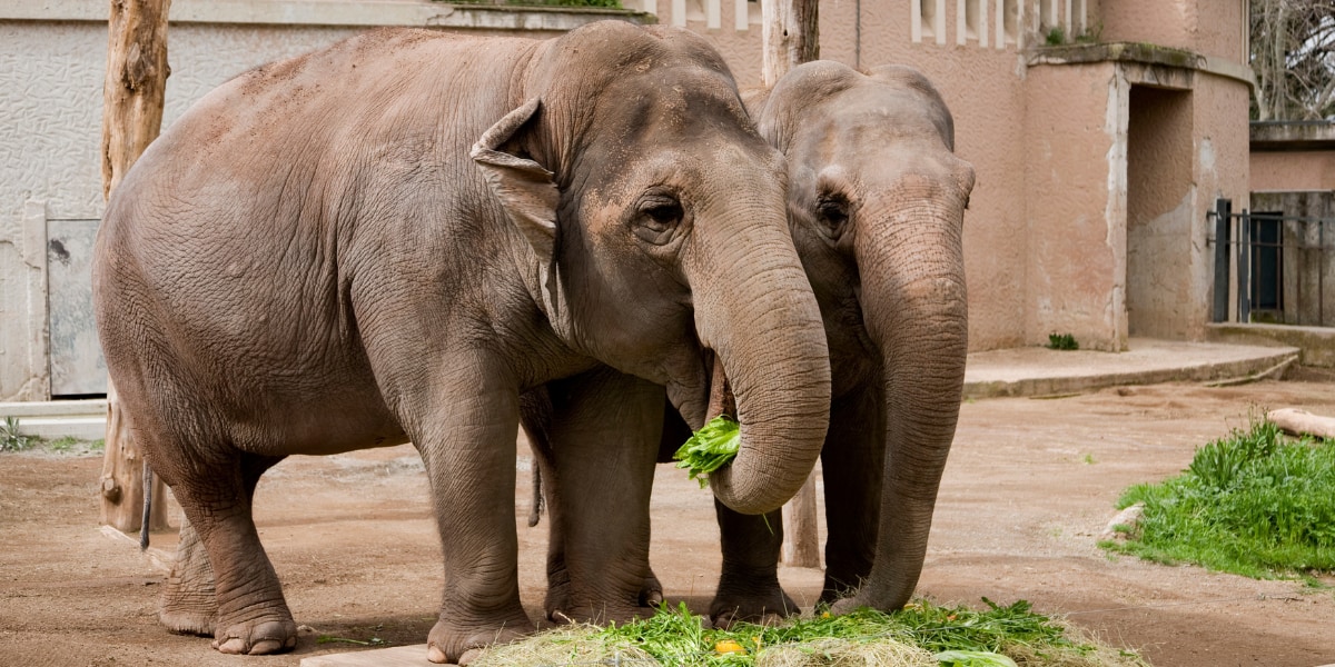 動物園のゾウは来園者に喜んで食事や活動量が増えていた！