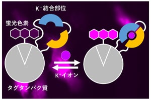 東大、細胞内のカリウムイオンを赤く光らせる蛍光センサーを開発