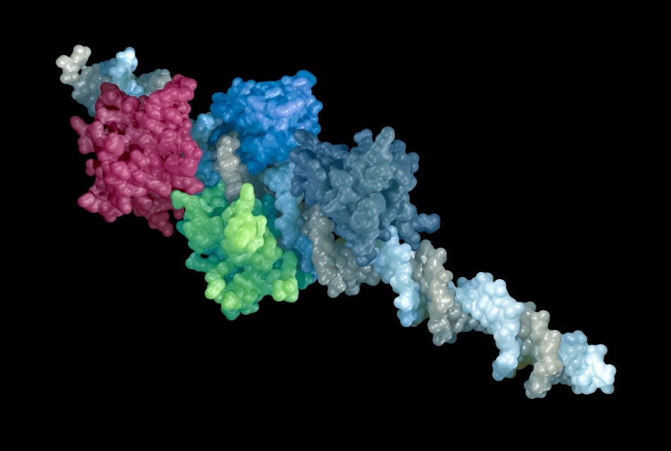 transcription factor and DNA