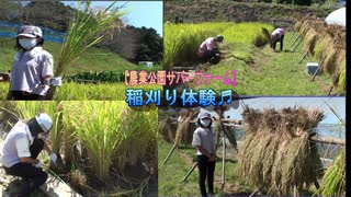 【農業公園サバファーム】稲刈り体験をするあい❤太い稲を選ぶので鎌で刈るのが大変です…