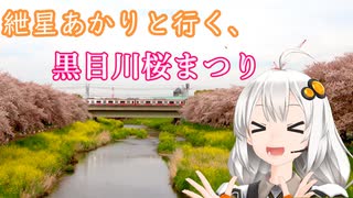 紲星あかりと行く、黒目川桜まつり１（埼玉県新座市）