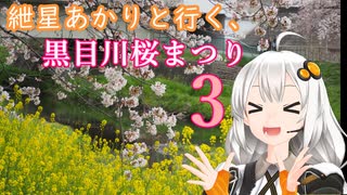 紲星あかりと行く、黒目川桜まつり3（埼玉県新座市）