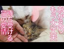 コムギ子猫、ケガの隔離明けに愛情にまみれる