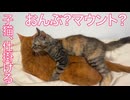 コムギ子猫、ベテラン子猫にへたくそマウントを仕掛ける