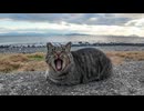 防波堤にいたキジトラ猫を撫でると遠くにいた三毛猫も撫でられに来た #猫 #猫島