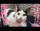 クセがすごいレスキュー猫、導かれし縁の元に帰る