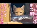 百戦錬磨のボス猫、叱られてしおしお子猫顔になる