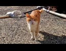 しきりに話しかけてくる猫がいたのでナデナデすると他の猫も撫でられに集まってきた