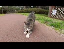 野良猫「この道はモフってからじゃないと通さないニャン」